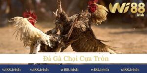 đá gà cựa tròn