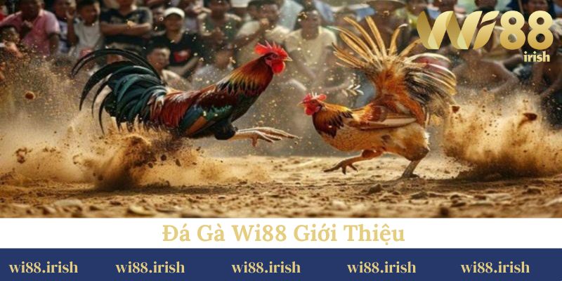 Đá Gà Wi88 Giới Thiệu 