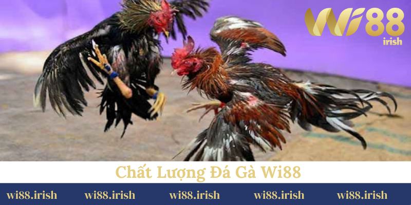 Chất Lượng Đá Gà Wi88