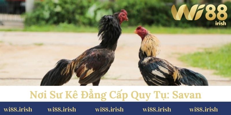Nơi sư kê đẳng cấp quy tụ: Savan