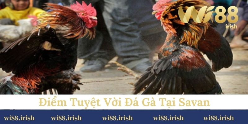 Điểm tuyệt vời đá gà tại Savan